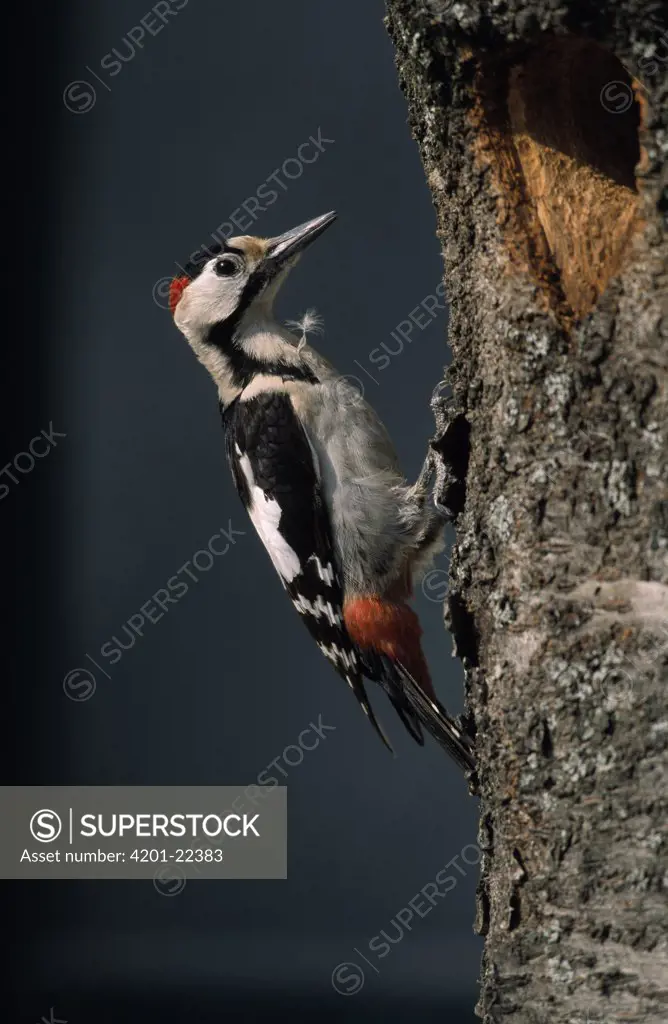 Syrian Woodpecker (Picoides syriacus) male at nest entrance, Europe