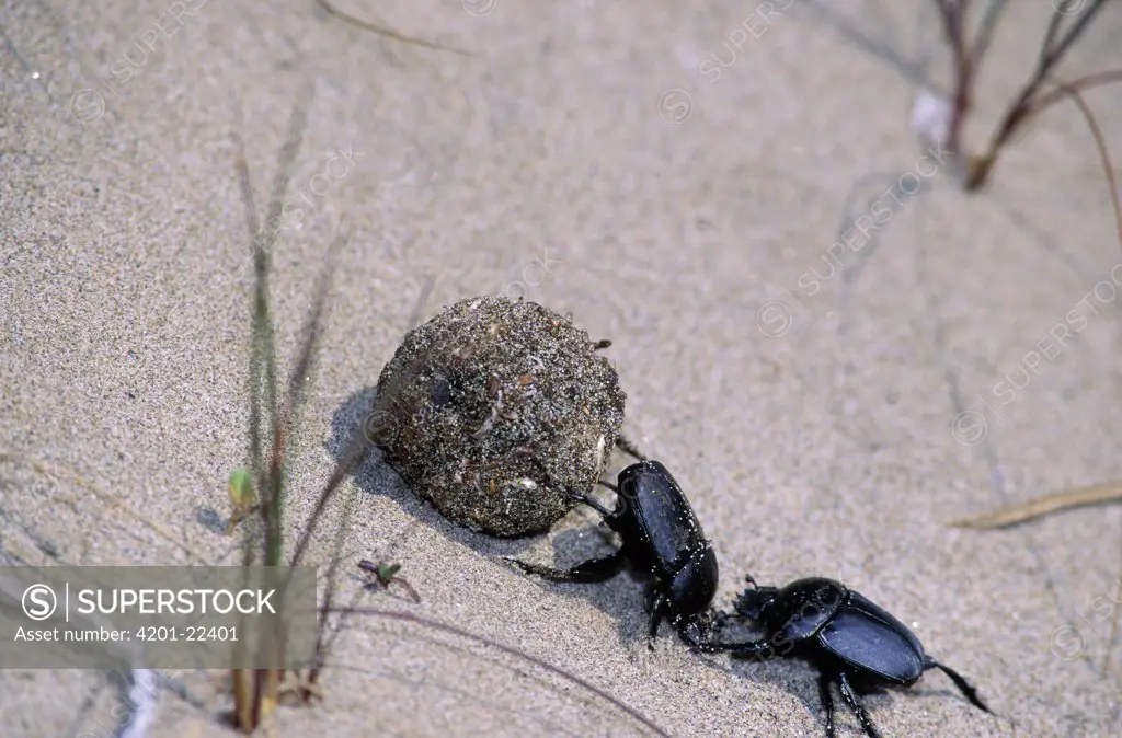 Dung Beetle (Scarabaeus semipunctatus) pair rolling a dung ball, Europe