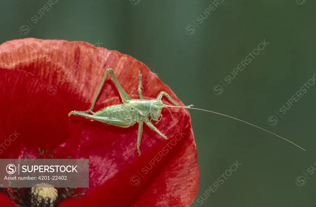 Great Green Bush Cricket (Tettigonia viridissima) young on red poppy, Europe