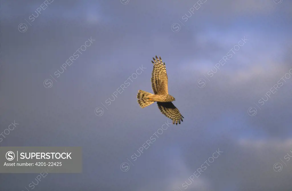 Northern Harrier (Circus cyaneus) flying, Europe