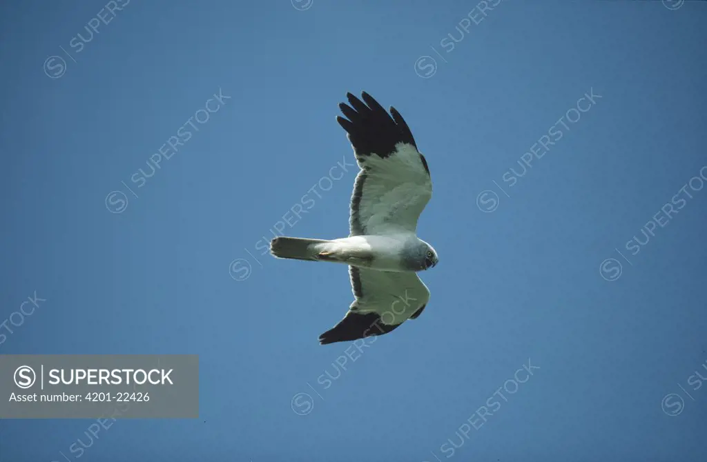 Northern Harrier (Circus cyaneus) male, flying, Europe