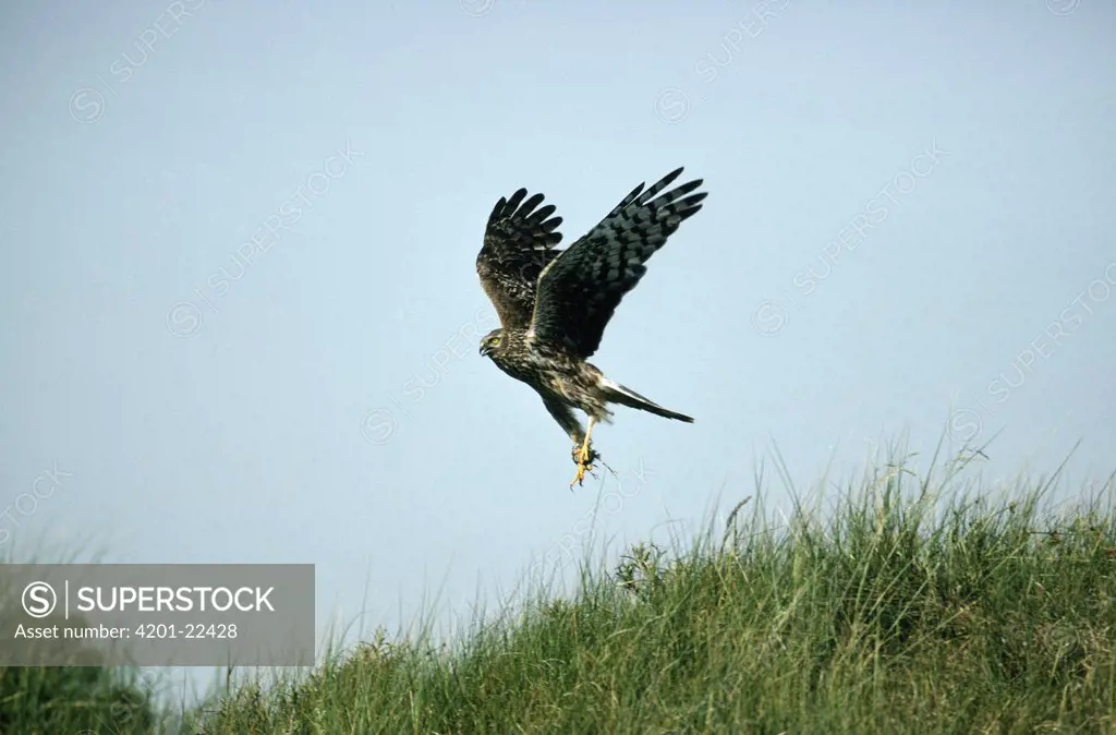 Northern Harrier (Circus cyaneus) flying, Europe