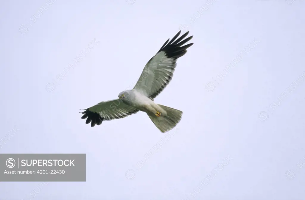 Northern Harrier (Circus cyaneus) male flying, Europe