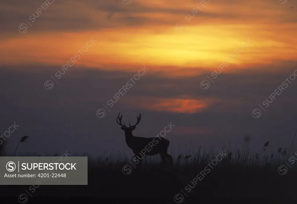 Red Deer (Cervus elaphus) buck silhouetted against sunset, Europe