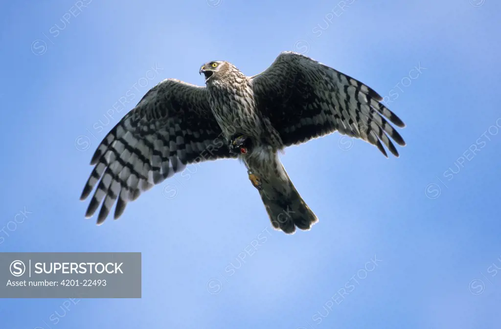 Northern Harrier (Circus cyaneus) calling flying overhead, Europe