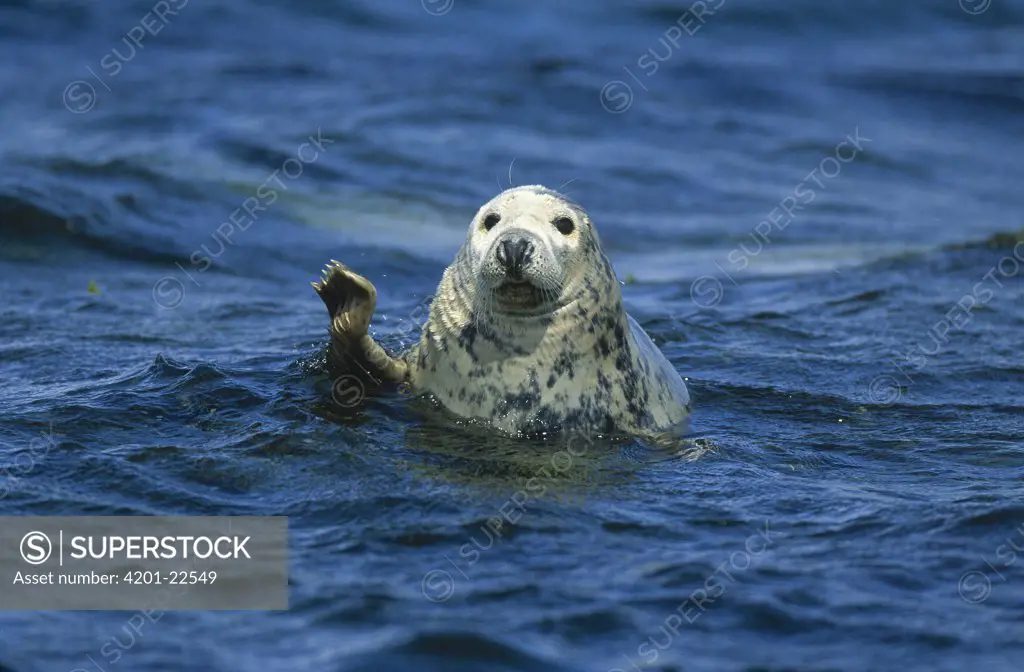 Grey Seal (Halichoerus grypus) waving its flipper, Europe