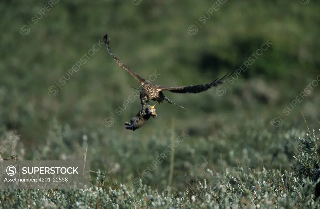 Northern Harrier (Circus cyaneus) female flying with prey, Europe