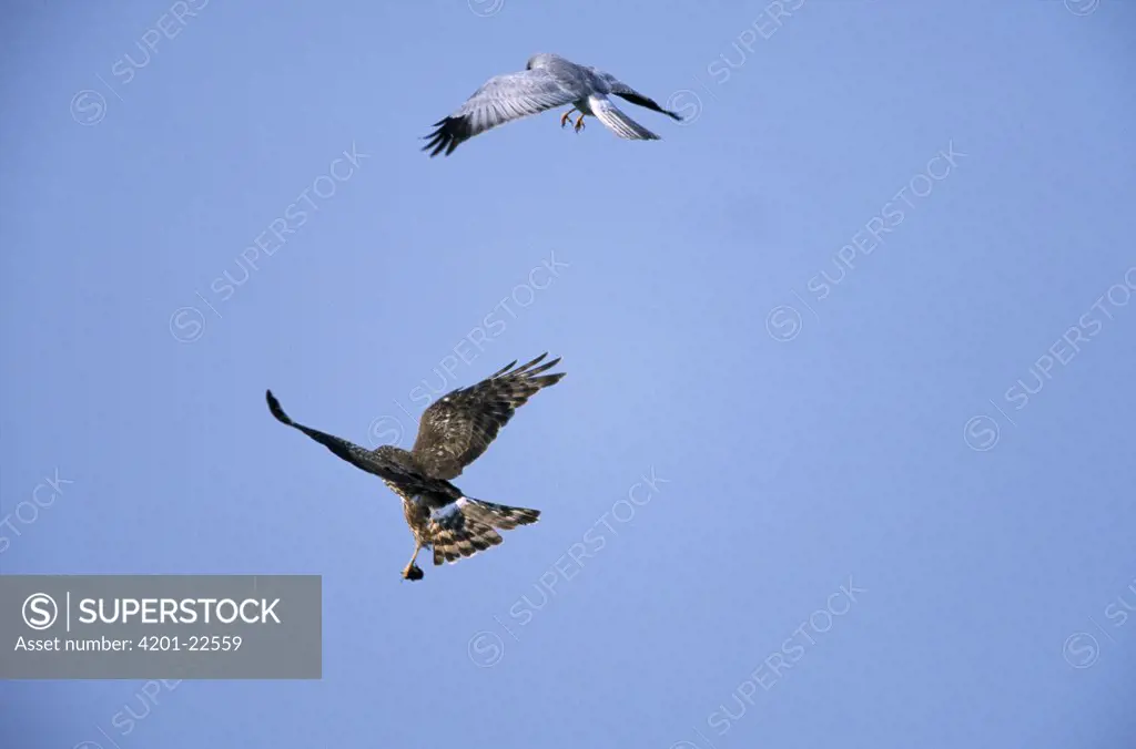 Northern Harrier (Circus cyaneus) male drops food item to mate, Europe