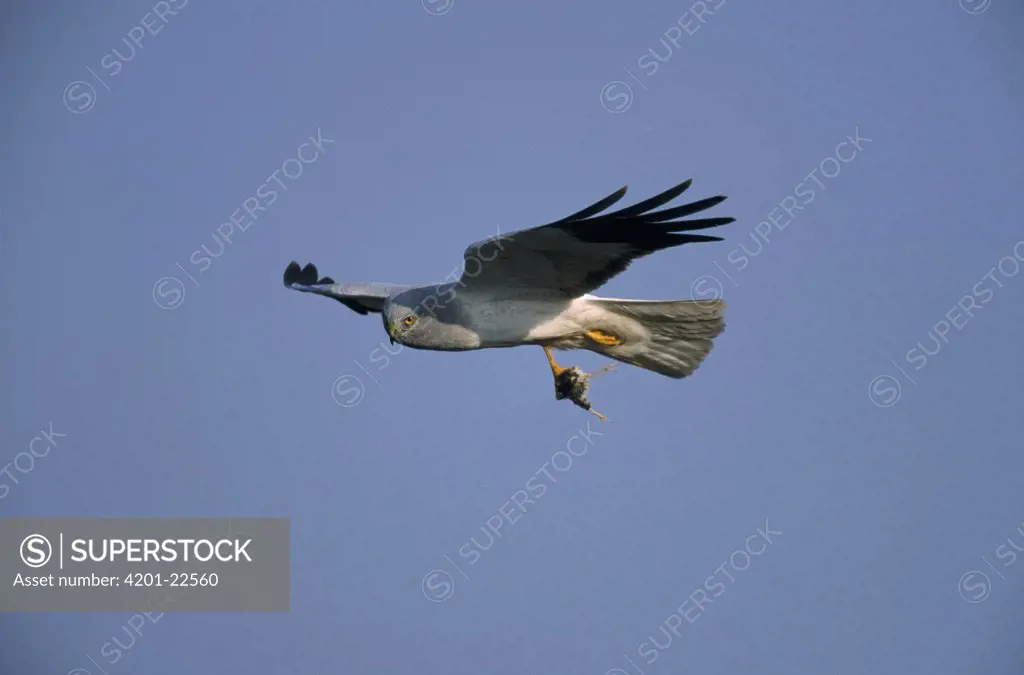 Northern Harrier (Circus cyaneus) adult male flying with prey held in talons, Europe