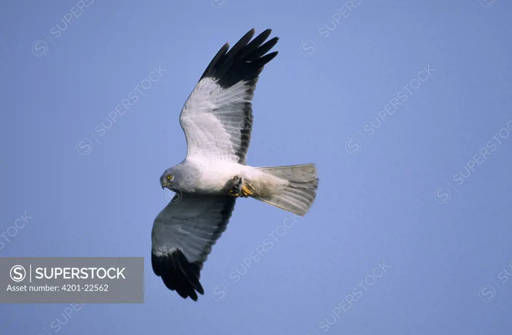 Northern Harrier (Circus cyaneus) adult male flying, Europe