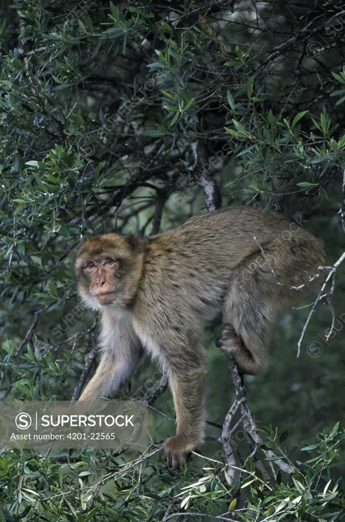 Barbary Macaque (Macaca sylvanus) in tree