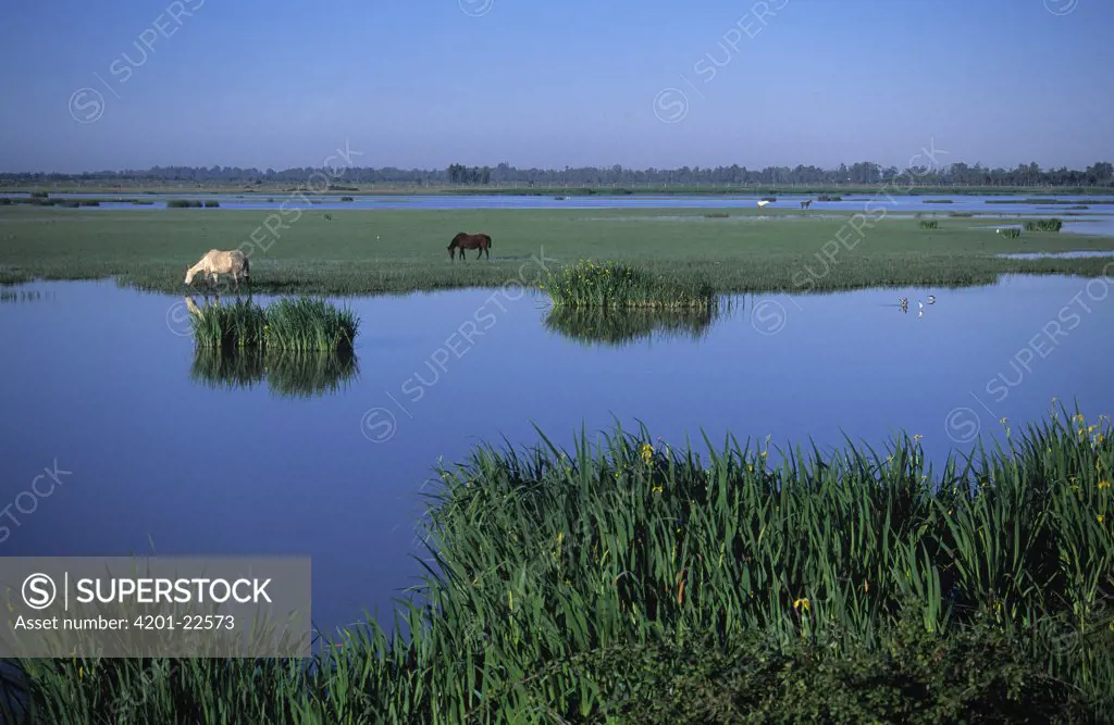 Domestic Horse (Equus caballus) group grazing in wetland habitat, Europe