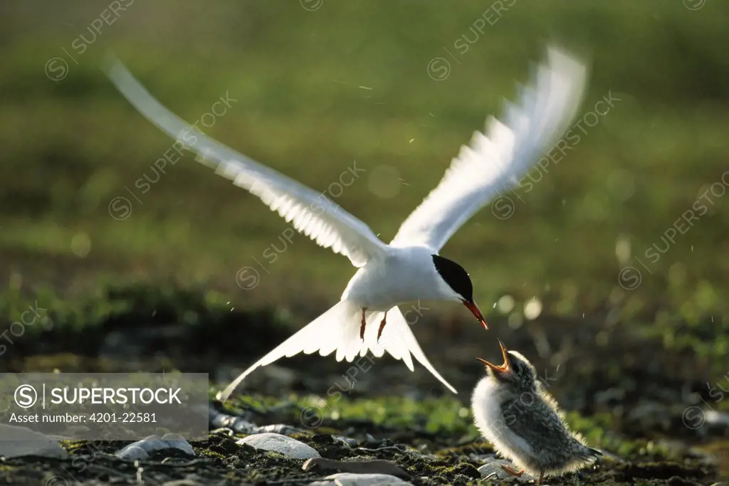Arctic Tern (Sterna paradisaea) adult feeding chick, Europe
