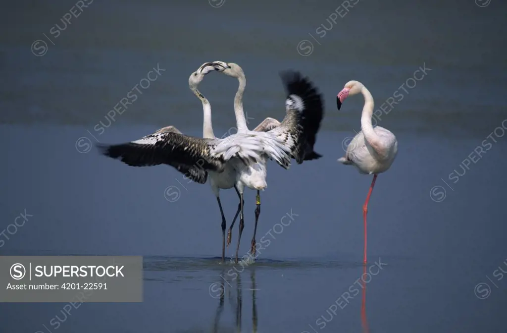 Greater Flamingo (Phoenicopterus ruber) juvenile and courting couple, Europe
