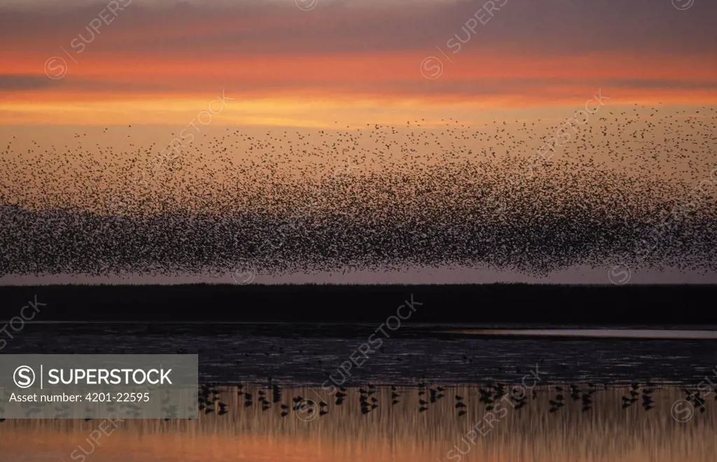 Common Starling (Sturnus vulgaris) a flock flying over water, Europe