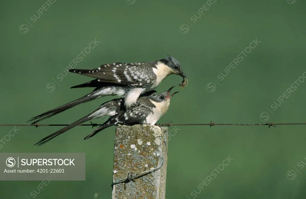 Great Spotted Cuckoo (Clamator glandarius) pair copulating, Europe