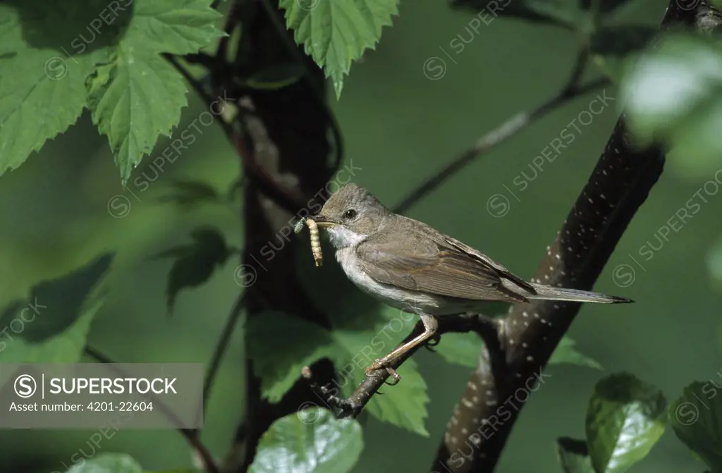 Common Whitethroat (Sylvia communis) with food for young, Europe