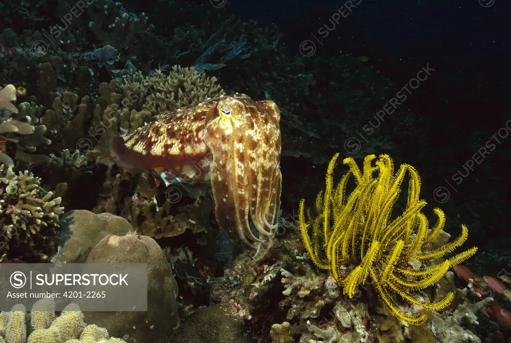 Broadclub Cuttlefish (Sepia latimanus) near crinoid, Manado, Sulawesi, Indonesia