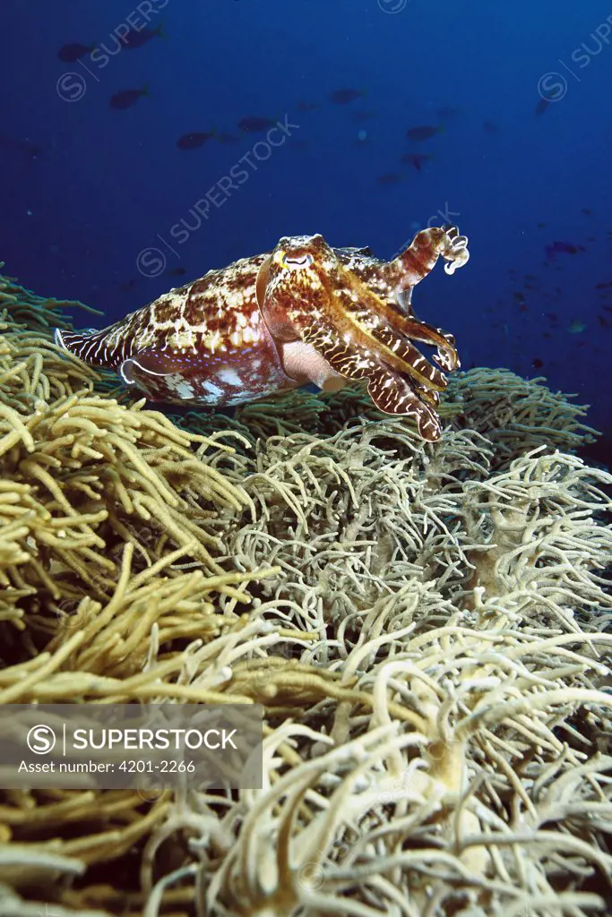Broadclub Cuttlefish (Sepia latimanus) hanging above a large colony of Soft Coral on a tropical reef, Milne Bay, Papua New Guinea