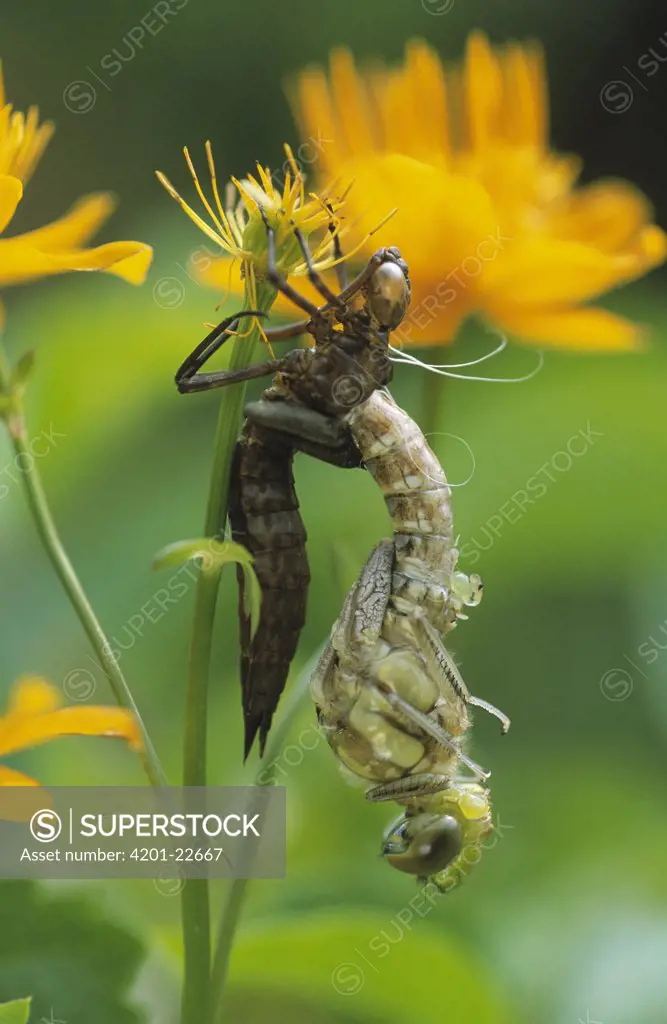 Southern Hawker Dragonfly (Aeshna cyanea) emerging from nymph, Europe
