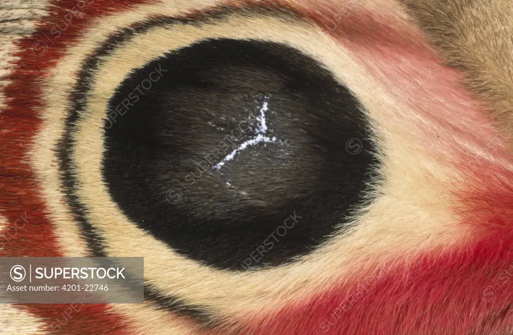 Moth (Automeris metzli) detail of false eye spot on wing, Europe