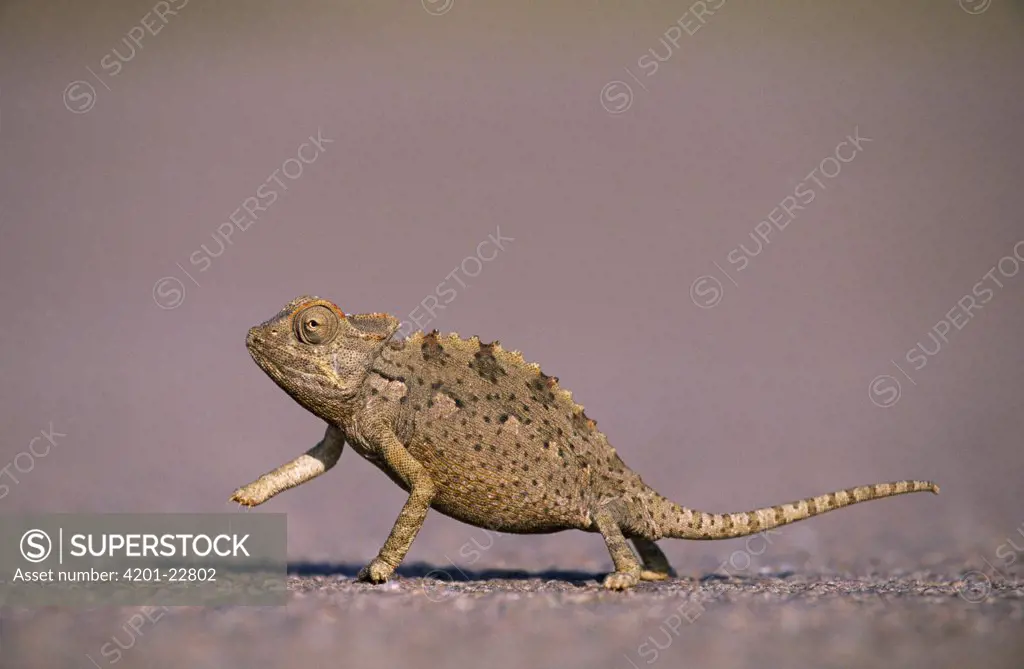 Namaqua Chameleon (Chamaeleo namaquensis) crossing road