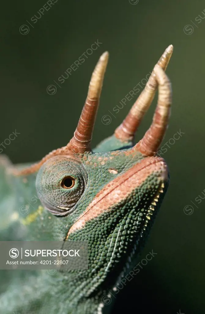 Jackson's Chameleon (Chamaeleo jacksonii) close up of male's head