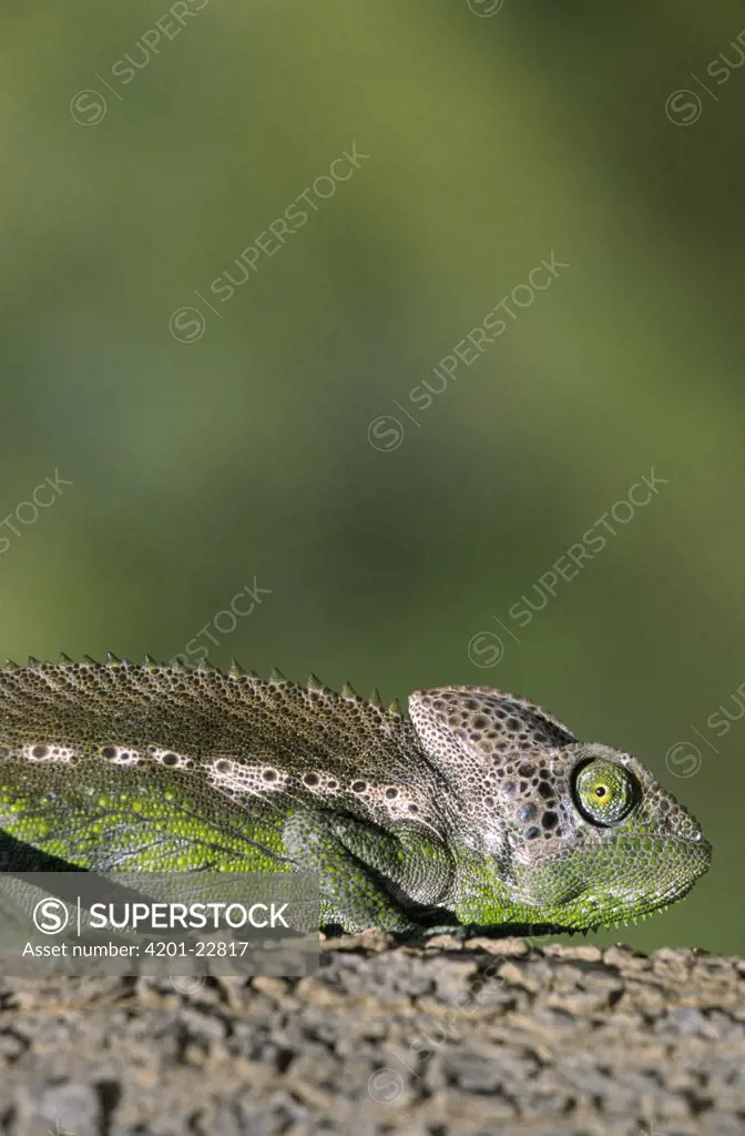 Spiny Chameleon (Chamaeleo verrucosus) on tree, grow to two feet in length, Madagascar