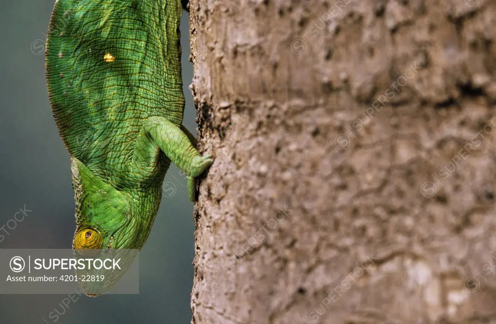 Parson's Chameleon (Chamaeleo parsonii) close up of female, Madagascar