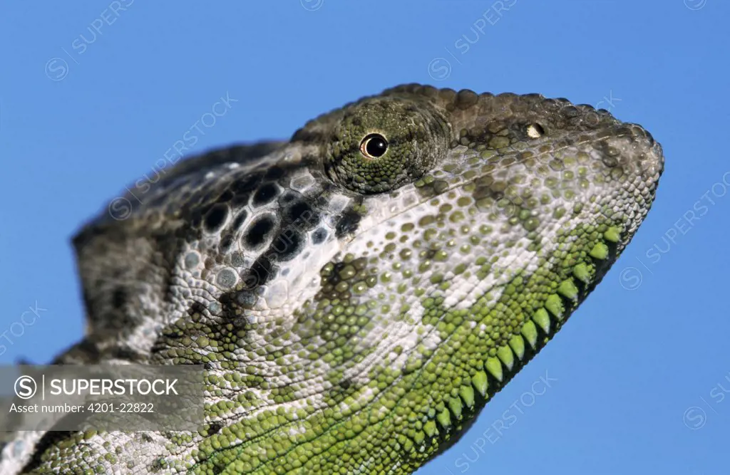 Spiny Chameleon (Chamaeleo verrucosus) head of male chameleon, Madagascar