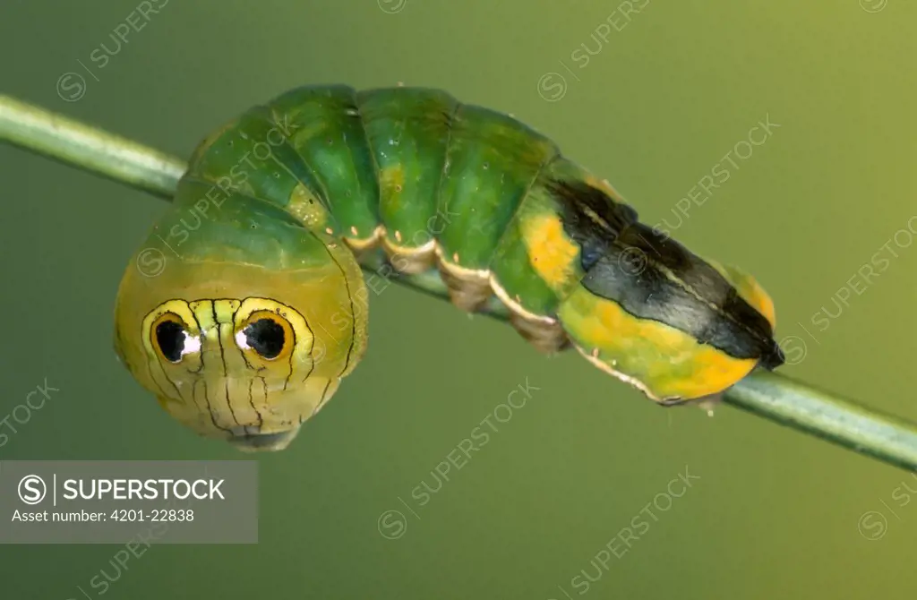 Dead-leaf Moth (Oxytenis modestia) caterpillar exhibiting false eye spots