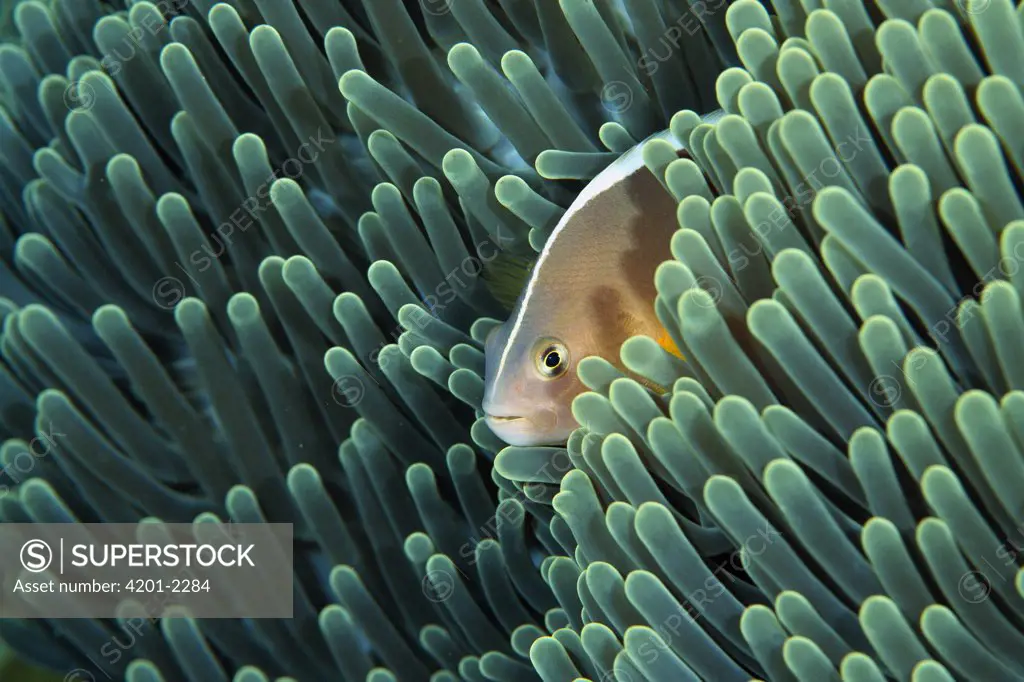 Skunk Anemonefish (Amphiprion akallopisos) living with a Magnificent Sea Anemone (Heteractis magnifica), Bali, Indonesia