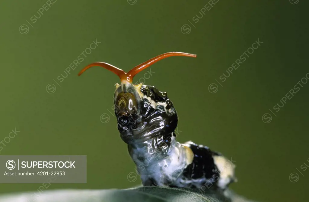 Thoas Swallowtail (Papilio thoas) butterfly caterpillar