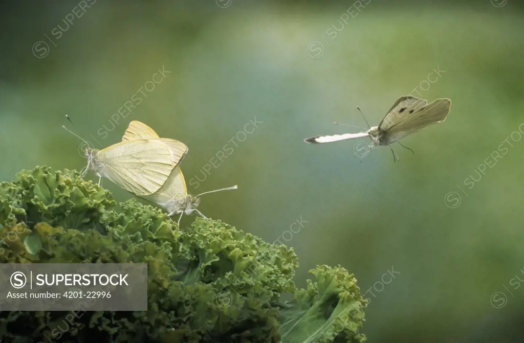 Cabbage Butterfly (Pieris brassicae) pair mating and one flying, Europe
