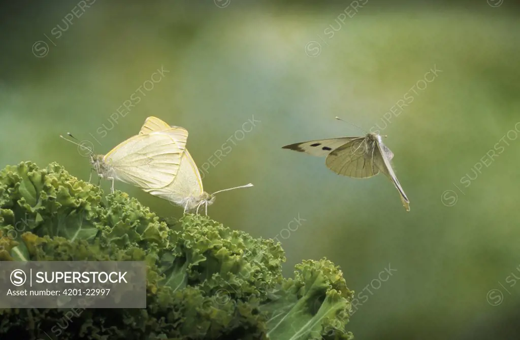 Cabbage Butterfly (Pieris brassicae) pair mating and one flying, Europe