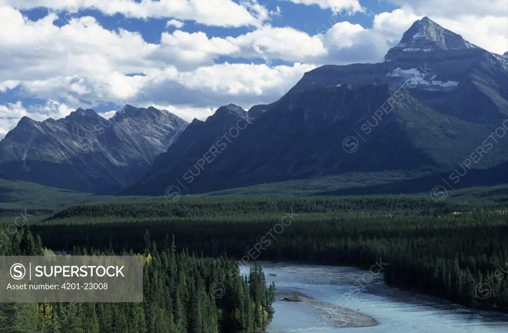Athabasca River flowing through conifer covered valley beneath Mt Kerkeslin, Jasper National Park, Alberta, Canada
