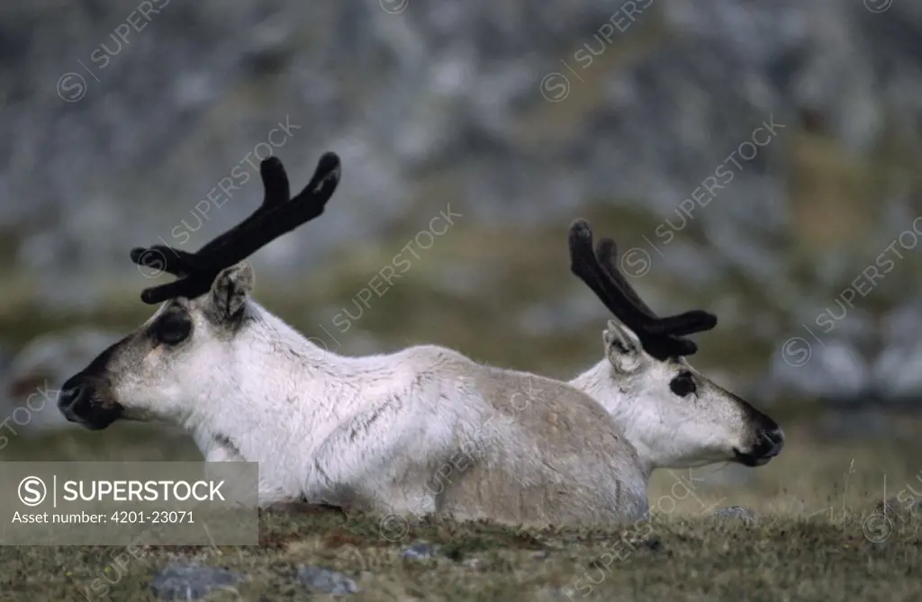 Caribou (Rangifer tarandus) pair resting, Europe