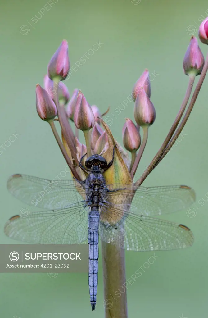 Keeled Skimmer (Orthetrum coerulescens) dragonfly, male on flower, western Europe