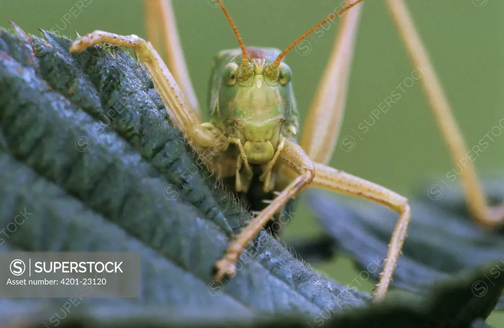 Great Green Bush Cricket (Tettigonia viridissima) on leaf, Europe