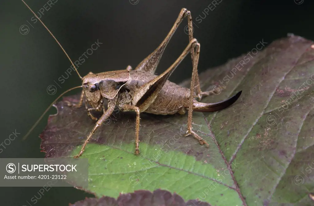 Dark Bush Cricket (Pholidoptera griseoaptera) close up on leaf, Europe