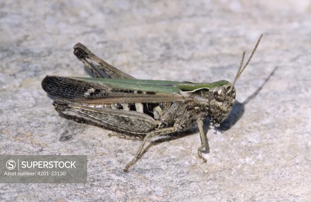 Woodland Grasshopper (Omocestus rufipes) close up, Europe