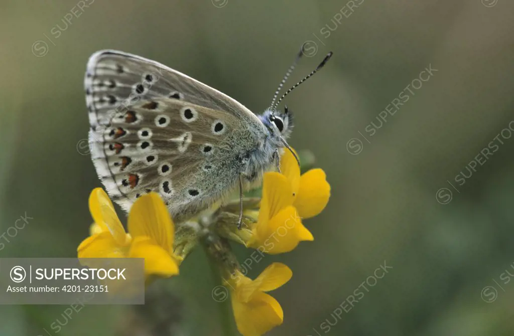 Common Blue (Polyommatus icarus) butterfly on yellow flower, Europe