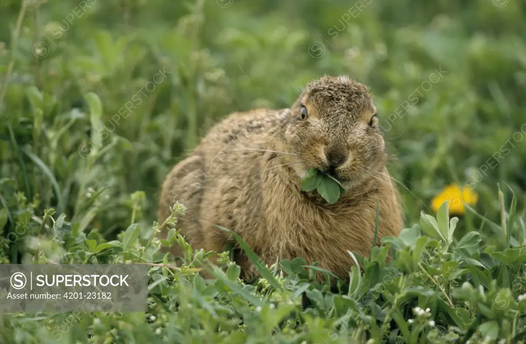 European Hare (Lepus europaeus) eating leaves, Europe