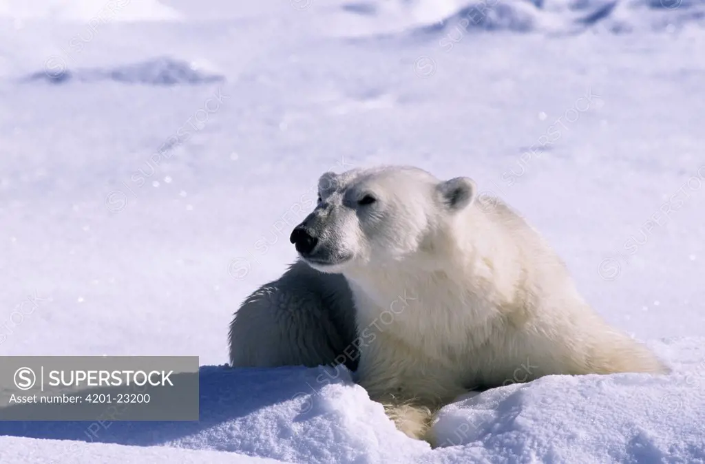 Polar Bear (Ursus maritimus) resting in snow, Spitsbergen