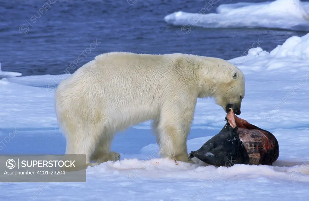 Polar Bear (Ursus maritimus) adult eating seal prey on ice, Spitsbergen