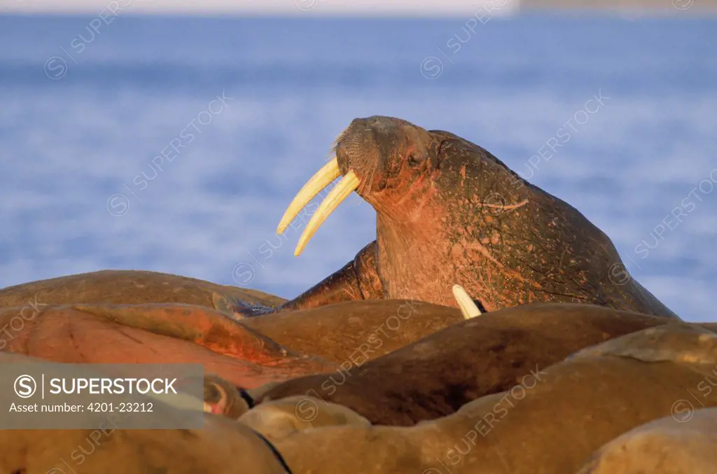 Atlantic Walrus (Odobenus rosmarus rosmarus) group resting, Spitsbergen, Svalbard, Norway