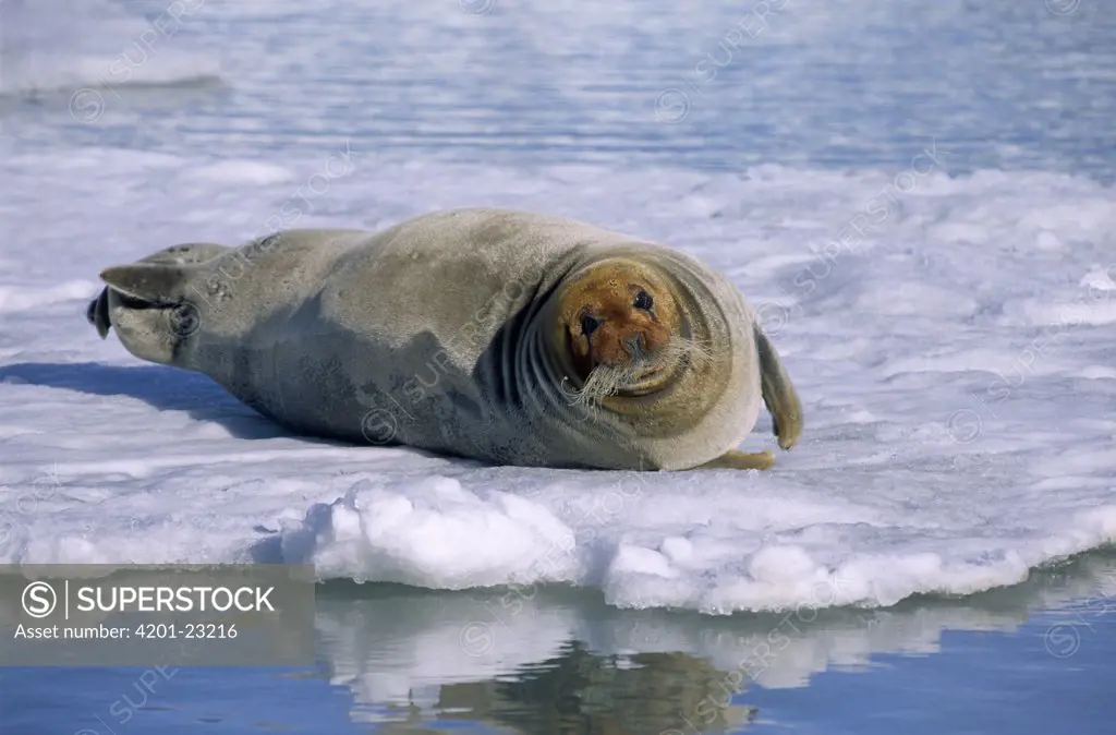 Bearded Seal (Erignathus barbatus) resting on ice, Spitsbergen