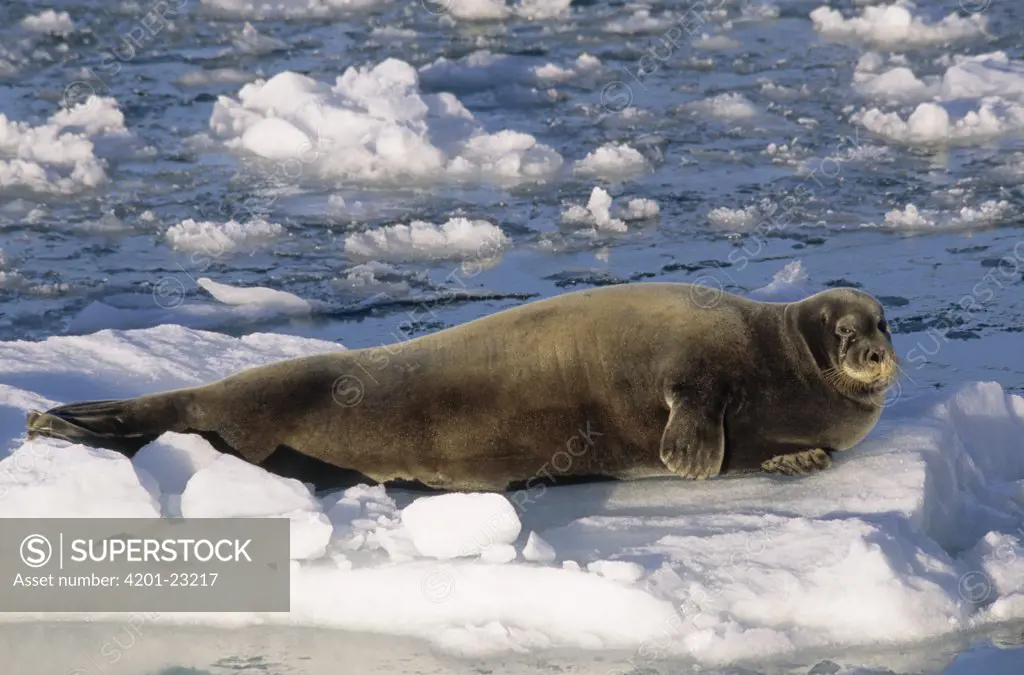 Bearded Seal (Erignathus barbatus) lying on ice, Spitsbergen
