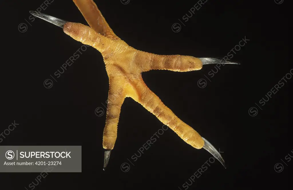 Northern Harrier (Circus cyaneus) detail of foot