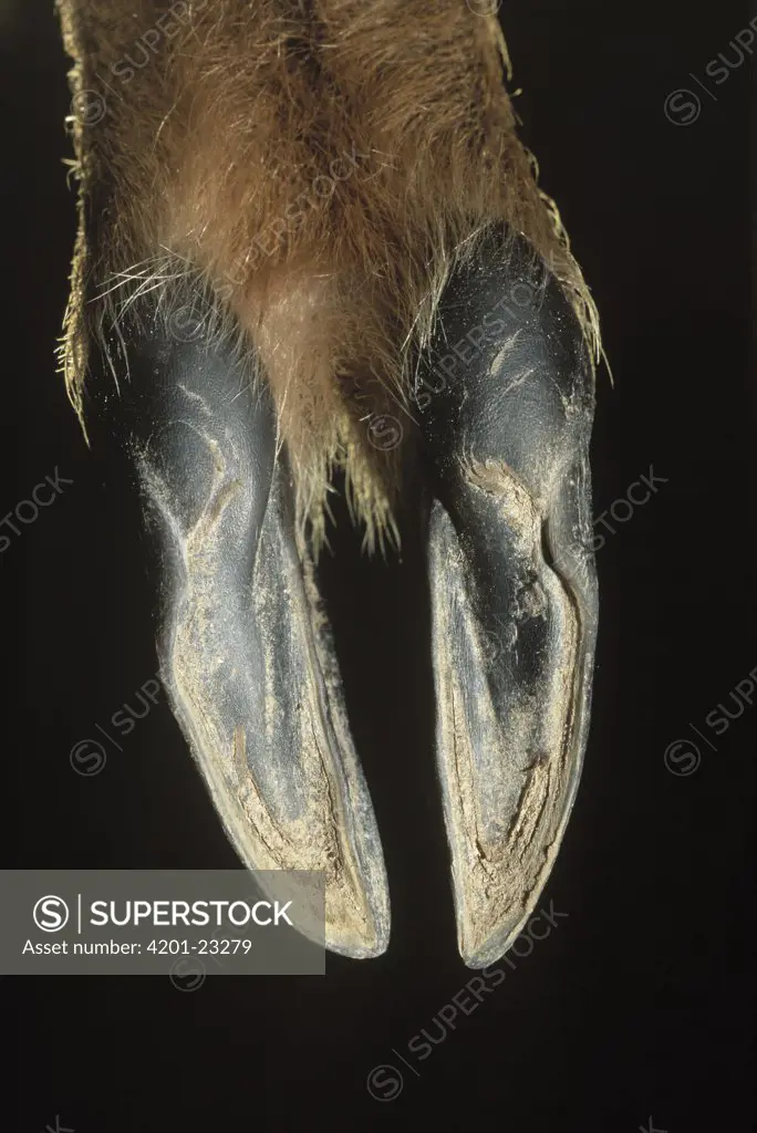 Western Roe Deer (Capreolus capreolus) close up of hoof